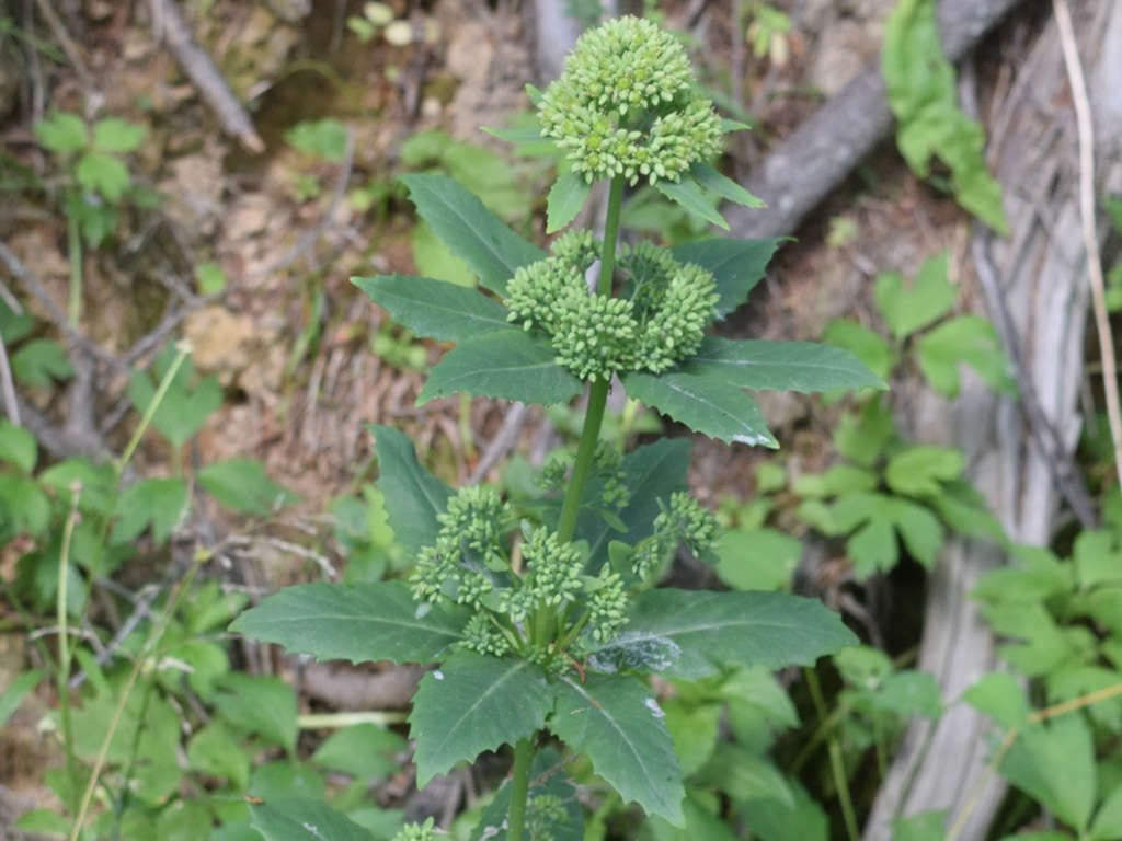 Hylotelephium verticillatum. Whorled leaves and clusters of buds and flowers.