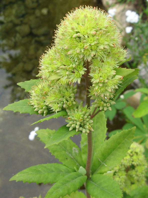 Hylotelephium verticillatum. Inflorescence.