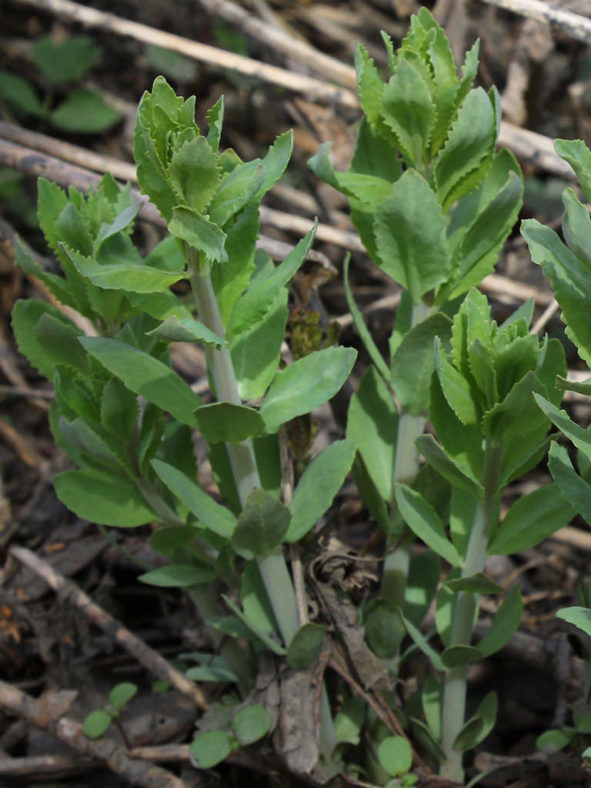 Hylotelephium verticillatum. New growth.