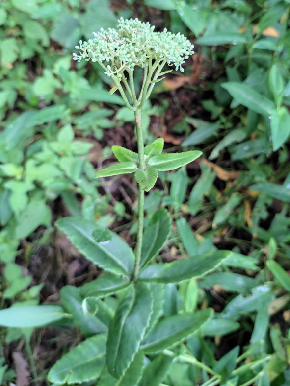 Hylotelephium verticillatum. Flowering stem.