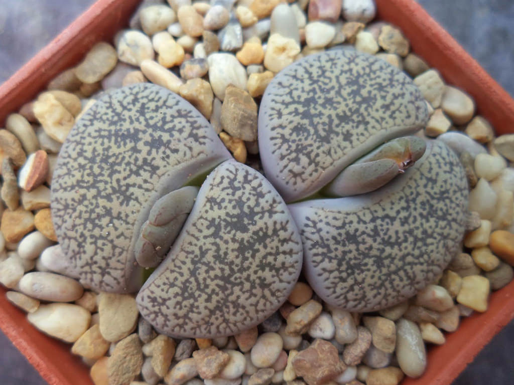 Lithops lesliei var. venteri. Flower buds emerge from the fissure between the leaves.