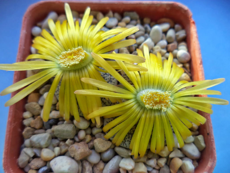 Lithops lesliei var. venteri. Flowers.