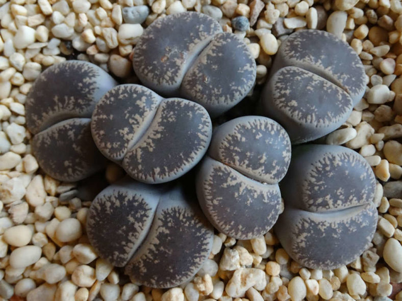 Lithops lesliei var. venteri. A clump of seven heads.