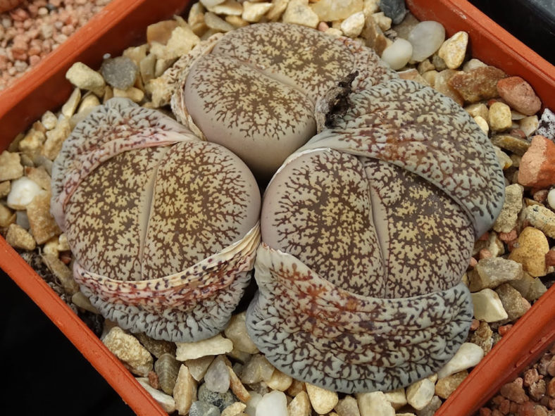 Lithops lesliei var. venteri. Heads develop a new pair of leaves.