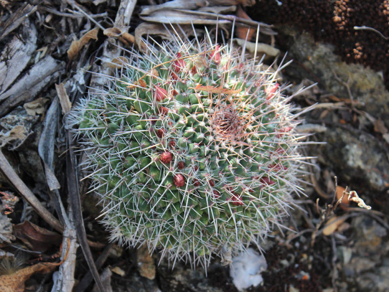 Mammillaria karwinskiana, commonly known as Royal Cross. A solitary stem in going to bloom,
