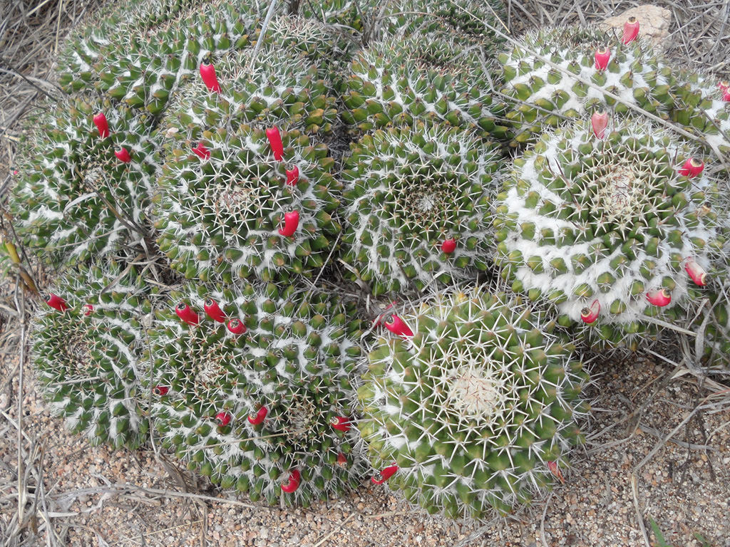 Mammillaria karwinskiana (Royal Cross) - World of Succulents