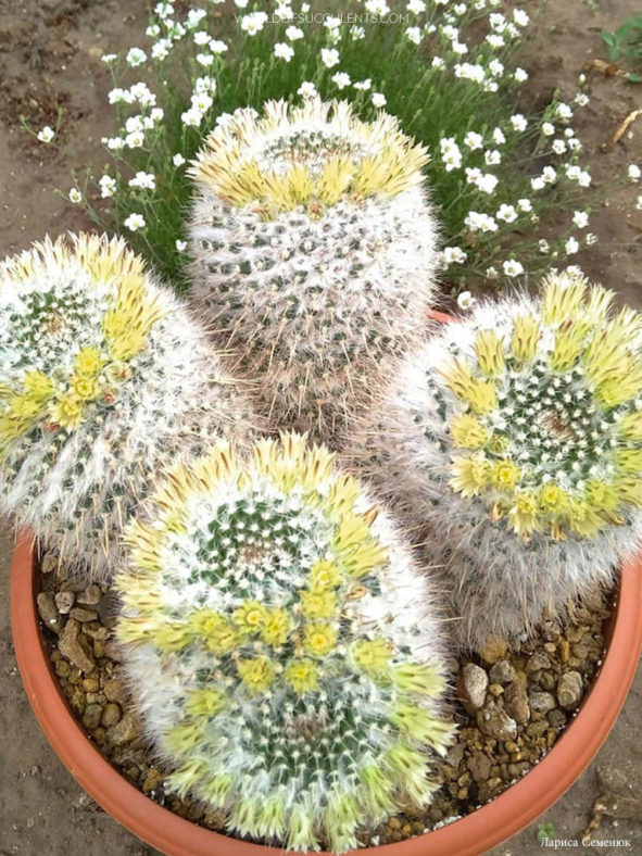 Mammillaria karwinskiana, commonly known as Royal Cross. A potted plant in full bloom.