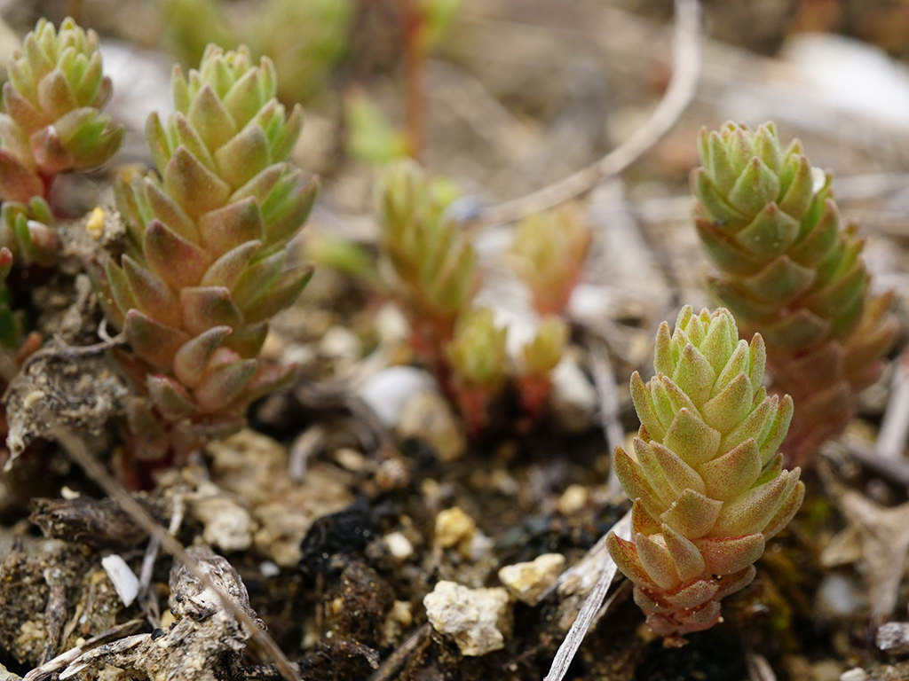 Sedum aetnense. Close-up of a group of plants.
