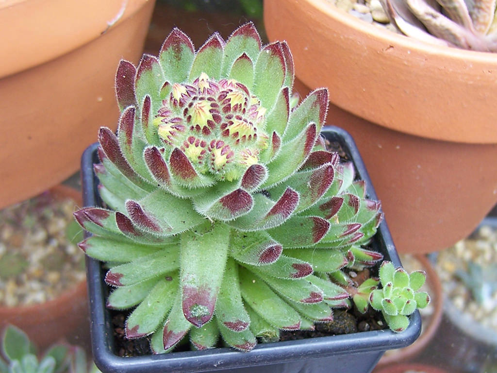 Sempervivum pittonii, commonly known as Pittoni Houseleek. A mature rosette is going to bloom.