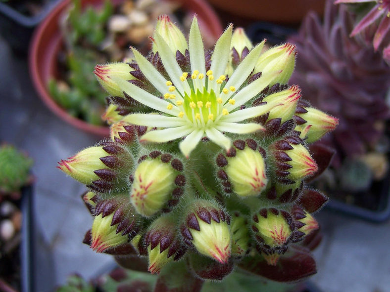 Sempervivum pittonii, commonly known as Pittoni Houseleek. Flower cluster