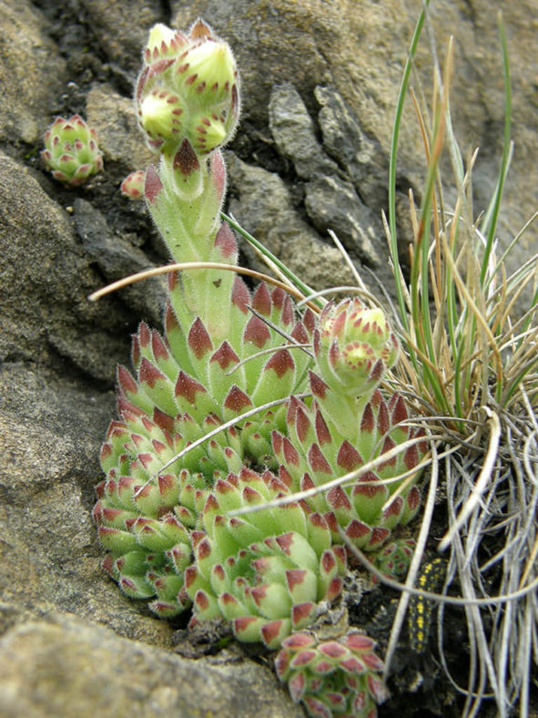 Sempervivum pittonii, commonly known as Pittoni Houseleek. A small clump with two of the rosettes going to bloom.