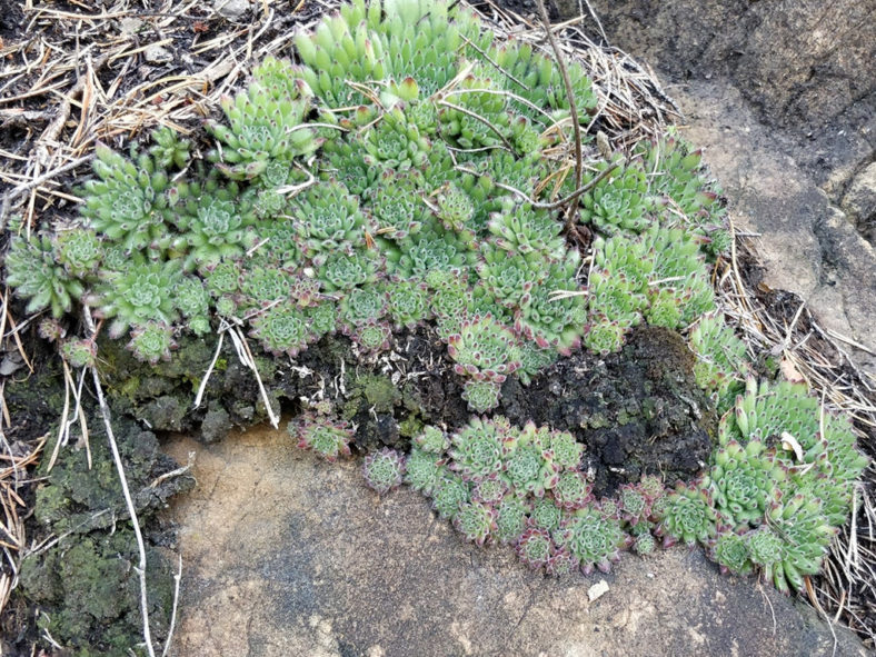 Sempervivum pittonii, commonly known as Pittoni Houseleek. A dense colony.