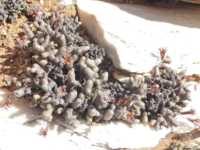 Tylecodon buchholzianus var. fasciculatus, commonly known as Naked Pork Butterbush. A plant with dry flowers.