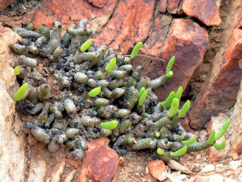 Tylecodon buchholzianus var. fasciculatus, commonly known as Naked Pork Butterbush. A plant with leaves.