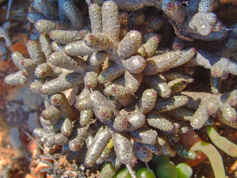 Tylecodon buchholzianus var. fasciculatus, commonly known as Naked Pork Butterbush. Close-up of naked branches.