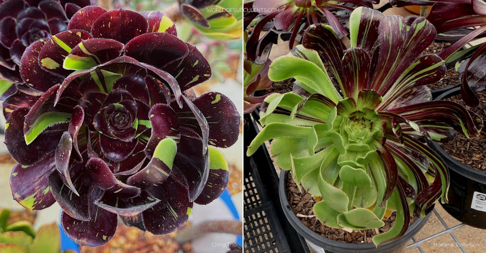 Aeonium 'Big Bang' - World of Succulents