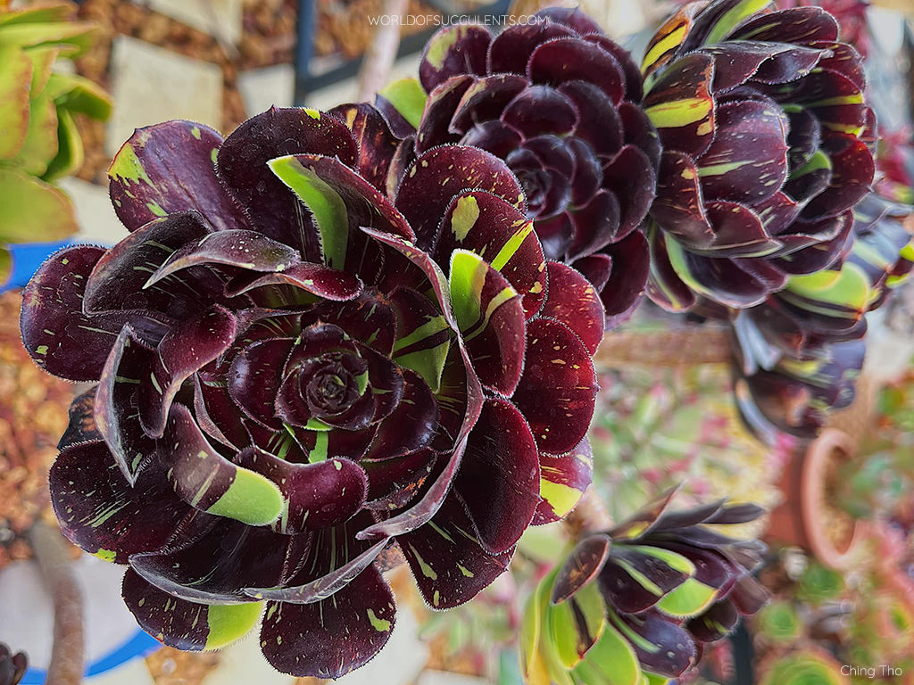 Aeonium 'Big Bang'