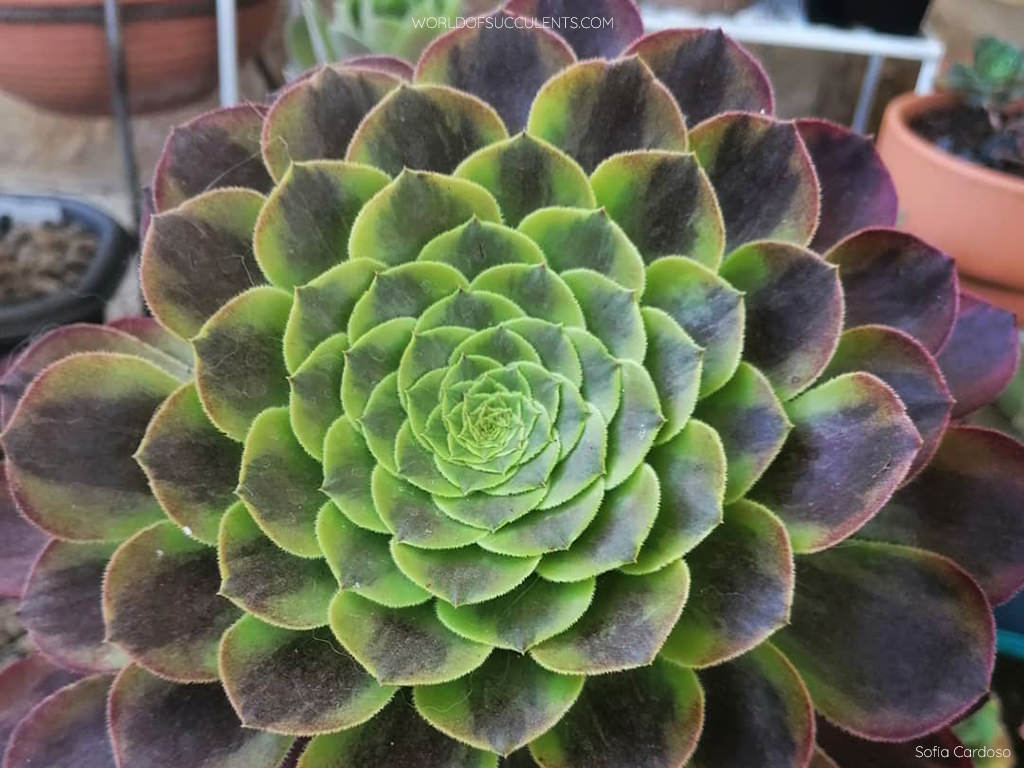 Aeonium 'Fiesta' - World of Succulents