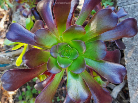 Aeonium 'Garnet' - World of Succulents