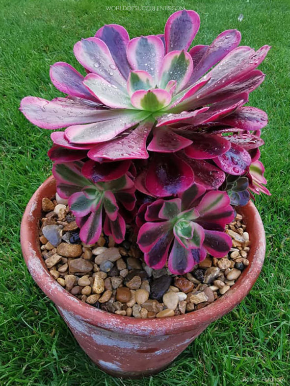 Aeonium 'Medusa'. A rosette with offsets near the base.