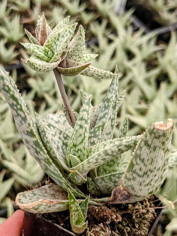 Aloe 'White Beauty'. Offsets on a flower stalk