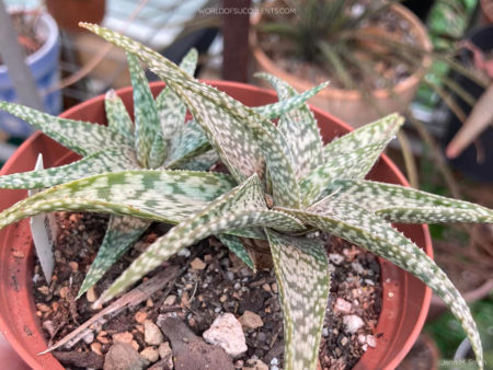 Aloe 'White Beauty' - World of Succulents