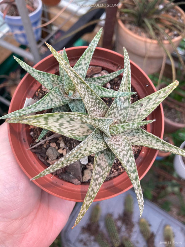 Aloe 'White Beauty'