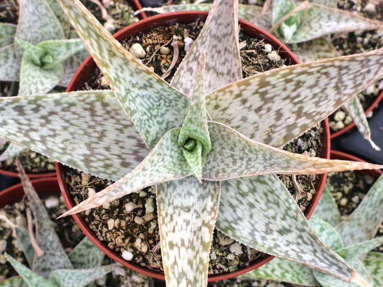 Aloe 'White Beauty'