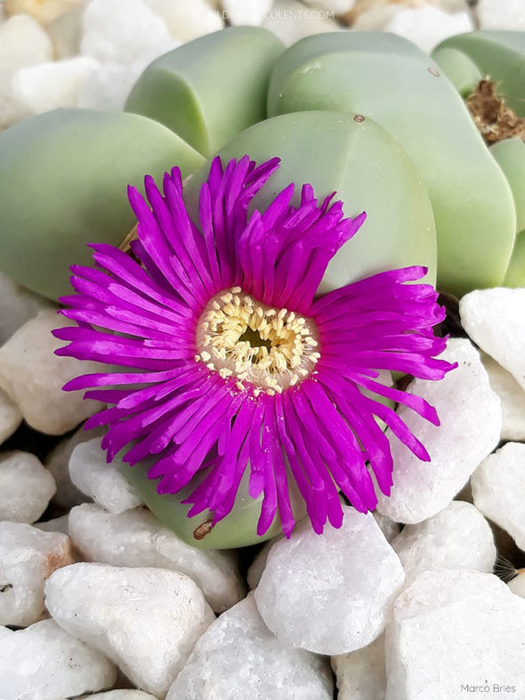 Argyroderma delaetii, commonly known as Baby's Bottom. Flower.