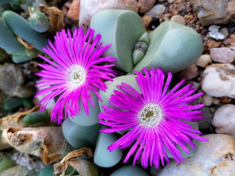 Argyroderma delaetii, commonly known as Baby's Bottom. Flowers and bud.