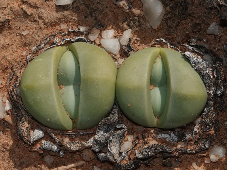 Argyroderma delaetii, commonly known as Baby's Bottom. New leaves.