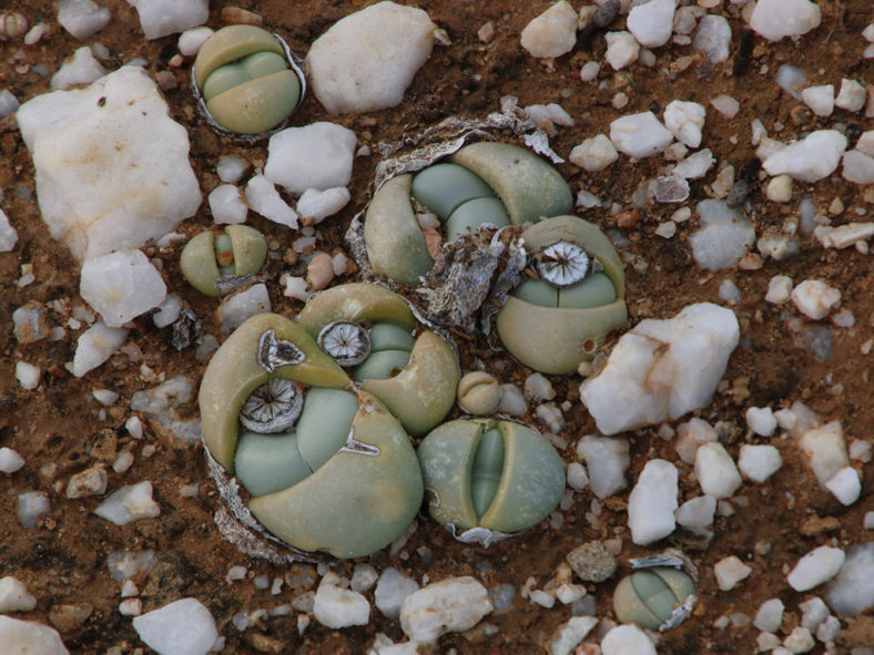 Argyroderma delaetii, commonly known as Baby's Bottom. A small colony of heads with new leaves and seed pods.