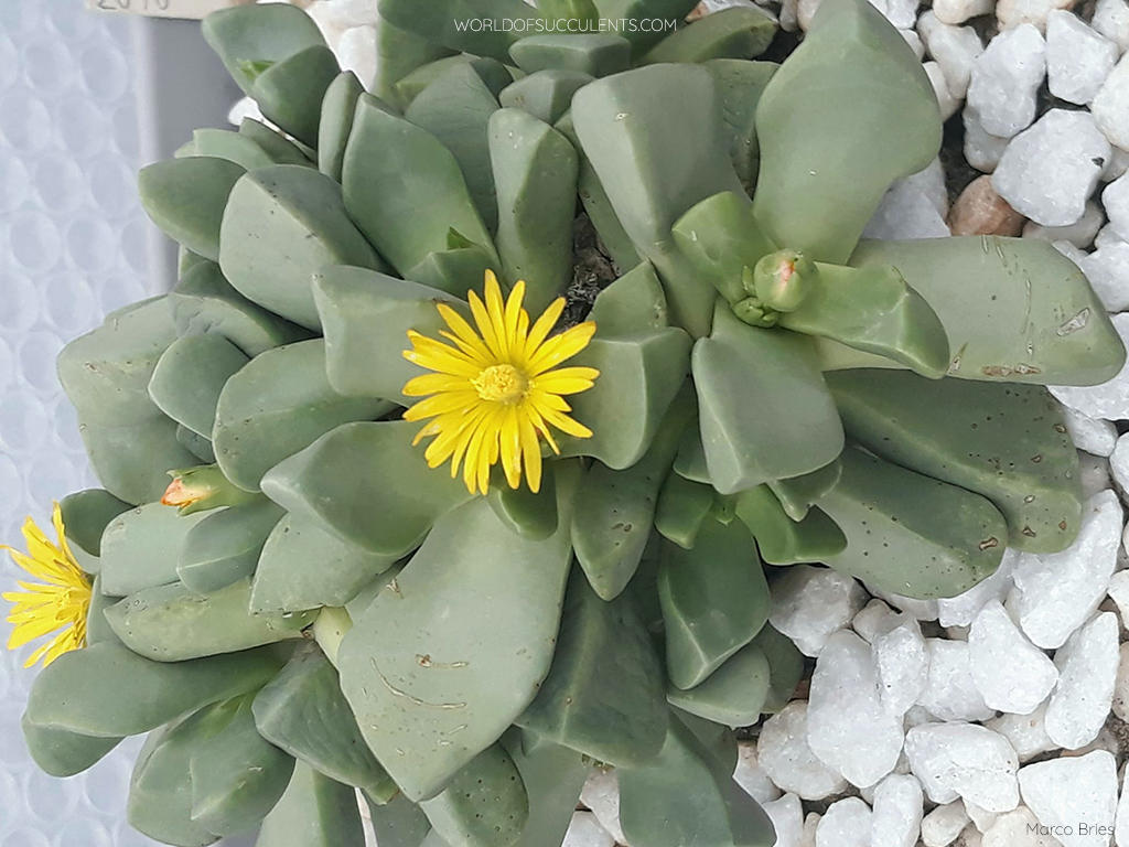 Bijlia dilatata, commonly known as Prince Albert Vygie. Flowers and buds that start to open.