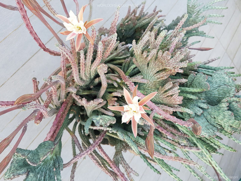 Cereus spegazzinii 'Cristatus' aka Monvillea spegazzinii 'Cristata'