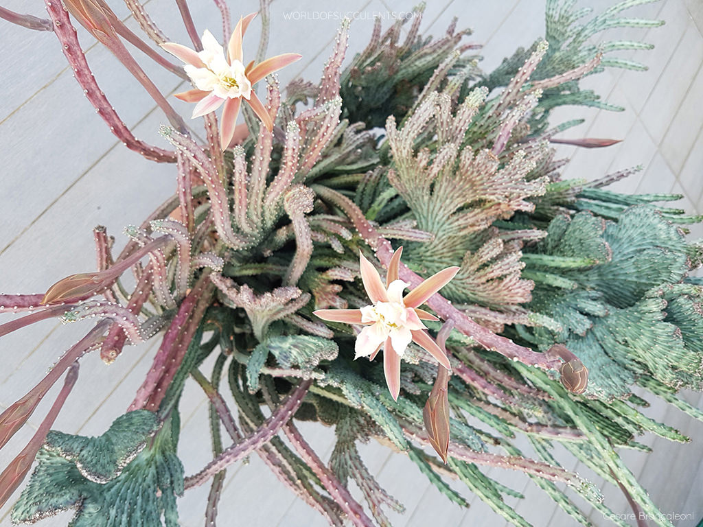 Cereus spegazzinii 'Cristatus'. A large crested specimen with normal shots, buds, and flowers.