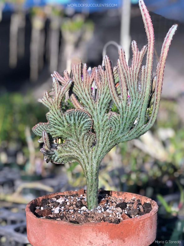 Cereus spegazzinii 'Cristatus' aka Monvillea spegazzinii 'Cristata'