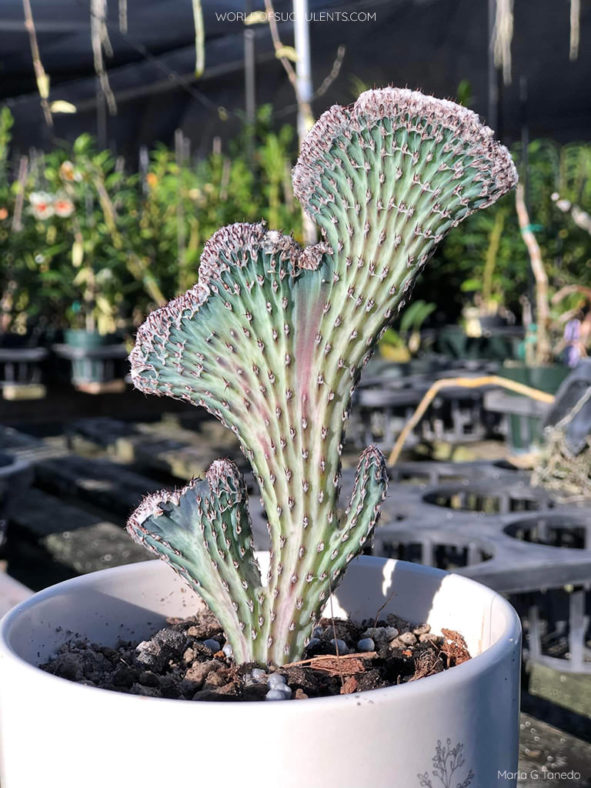 Cereus spegazzinii 'Cristatus' aka Monvillea spegazzinii 'Cristata'