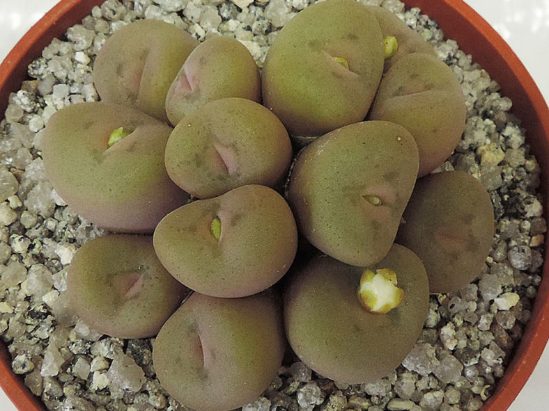 Conophytum concavum. Top view of a dense clump.