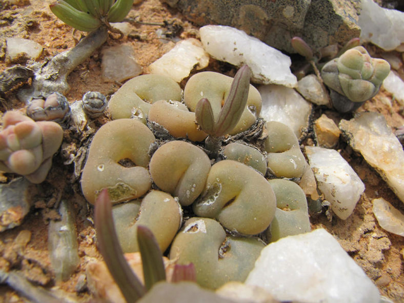 Conophytum concavum. A dense clump along with other succulents.