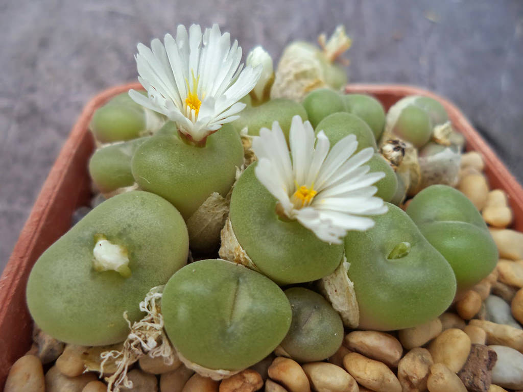 Conophytum concavum. A potted plant with heads in bloom.