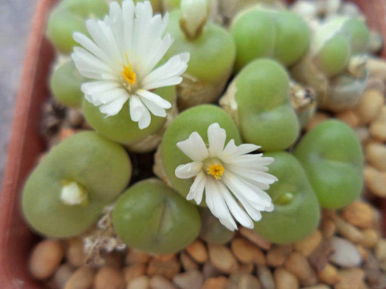 Conophytum concavum. Top view of a potted plant with heads in bloom.