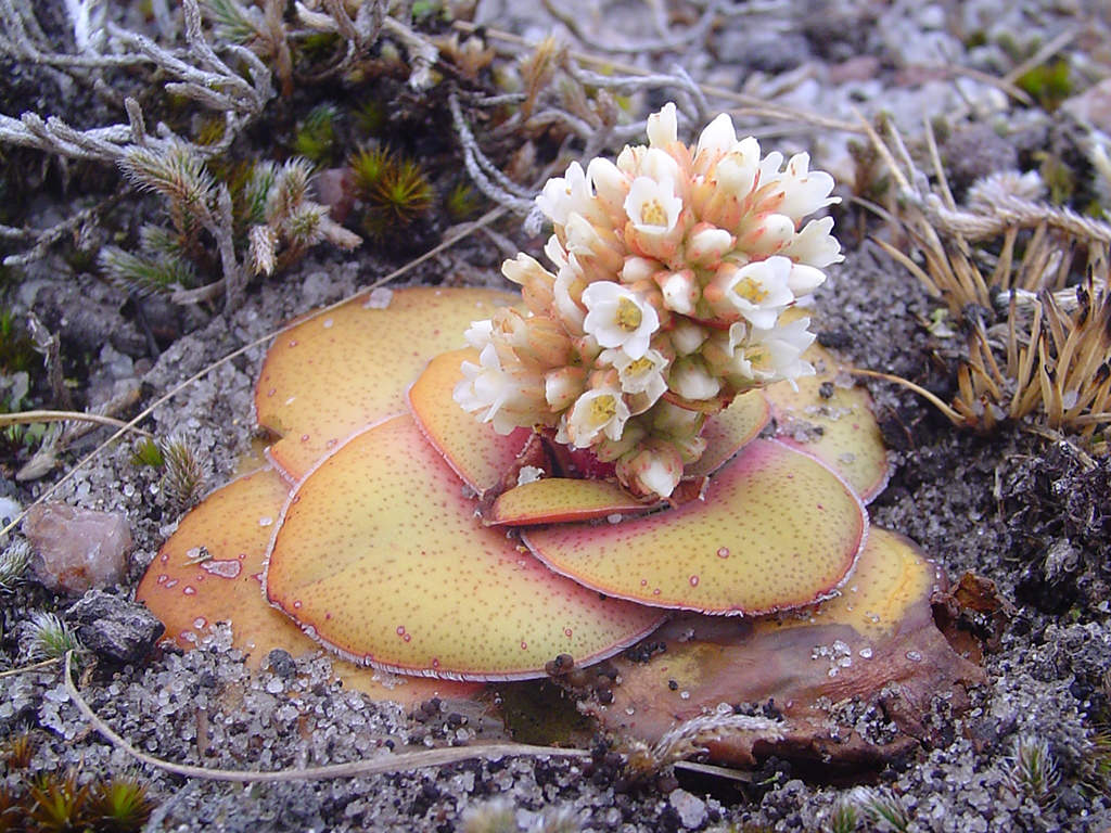 Crassula compacta. A plant in bloom.