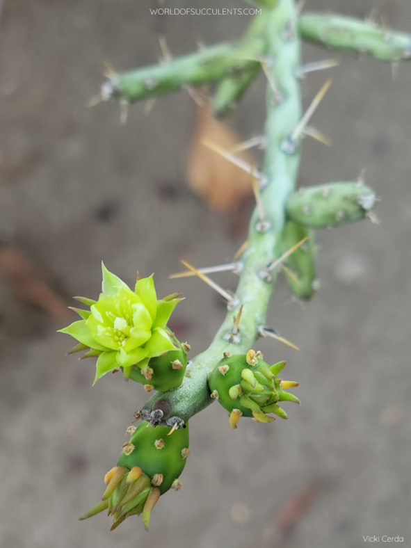 Cylindropuntia leptocaulis, commonly known as Desert Christmas Cactus. Flower and buds.