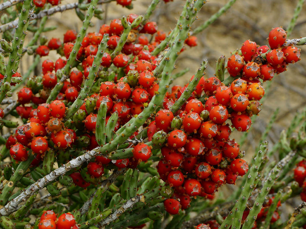 christmas cholla