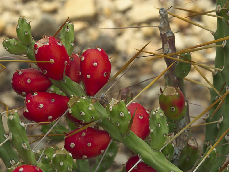 Cylindropuntia leptocaulis, commonly known as Desert Christmas Cactus. Close-up of fruits.