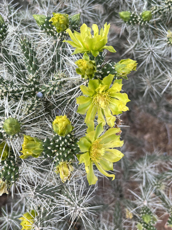 Cylindropuntia whipplei, commonly known as Whipple Cholla. Buds and flowers.