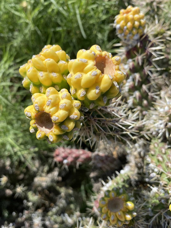 Cylindropuntia whipplei, commonly known as Whipple Cholla. Fruits.