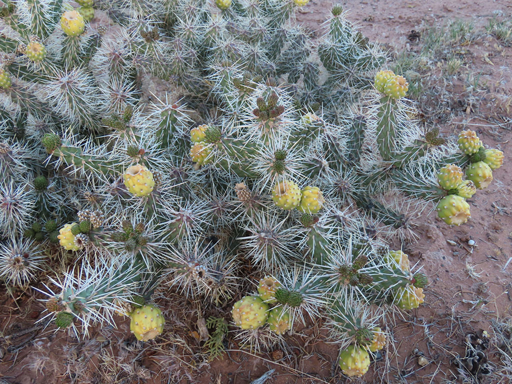 Cylindropuntia whipplei, commonly known as Whipple Cholla. Plant with new growth and fruits.