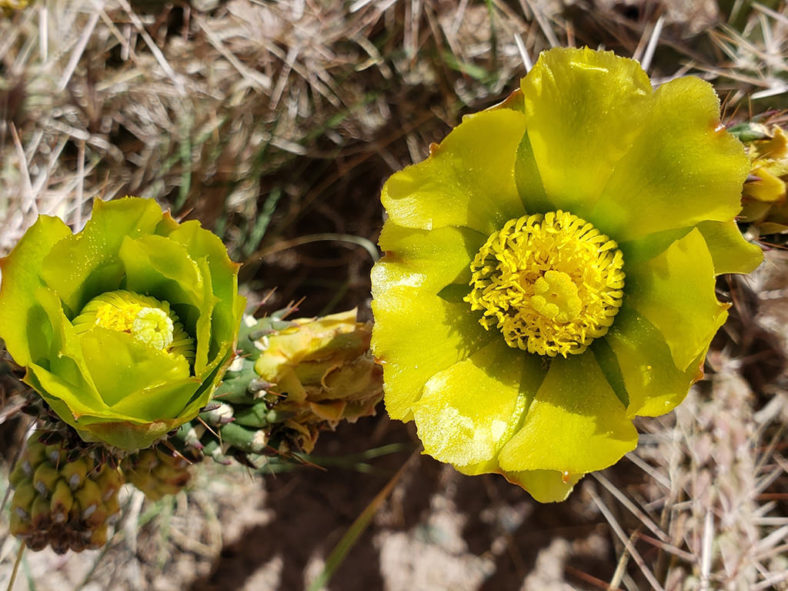 Cylindropuntia whipplei, commonly known as Whipple Cholla