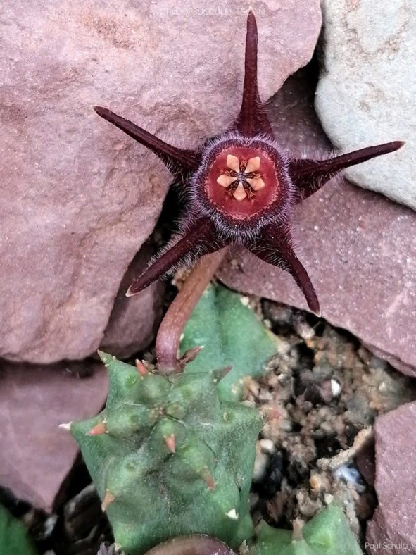 Duvalia caespitosa subsp. vestita